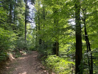 Hiking and recreational trails along Omladinsko Lake or bicycle paths around Lokvarsko Lake, Lokve - Croatia (Pješačko-biciklističke staze oko Omladinskog ili Lokvarskog jezera, Lokve - Gorski kotar)