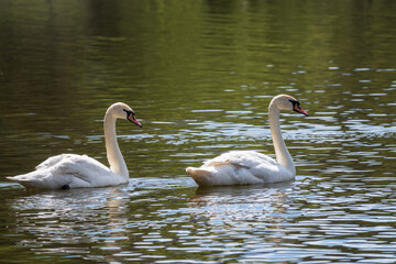 Two graceful white swans swim in the dark water.
