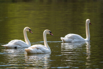 Graceful white Swans swimming in the lake, swans in the wild