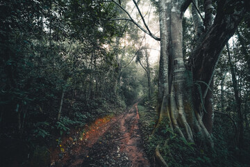 The dirt road enters the rainforest in the morning