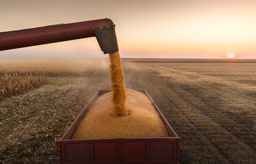 Pouring Corn Grain Into Tractor Trailer.