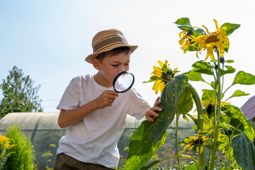 Adorable little child boy in straw hat look at green plant leaves with magnifying glass. Kid...