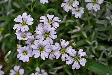 Little white spring flowers. Stitchworth. Stellaria.