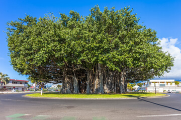 Banian emblématique du rond-point de la Glacière, le Port, île de la Réunion, 