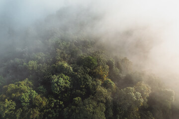 Morning fog in the forest from above