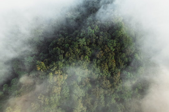 Morning fog in the forest from above © artrachen