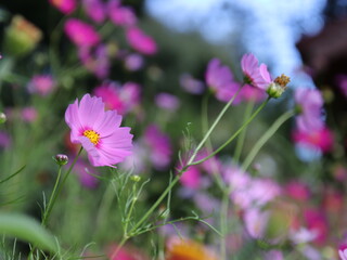 可愛らしいコスモスの花