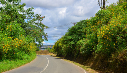 Road on the Dalat Plateau with wild sunflowers
