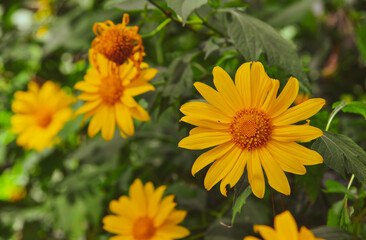 Wild sunflowers (Da Quy) blooming at the forest