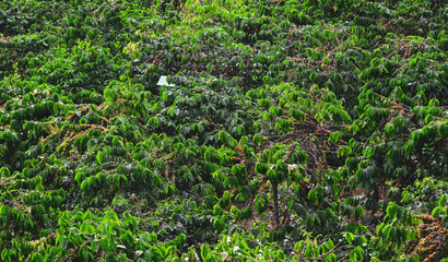 Fruit-laden coffee trees in the harvest season