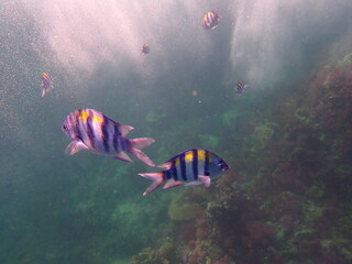 Fototapeta na wymiar タイ　タルタオ海洋国立公園の魚