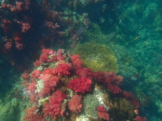 Fototapeta na wymiar タイ　タルタオ海洋国立公園の珊瑚礁