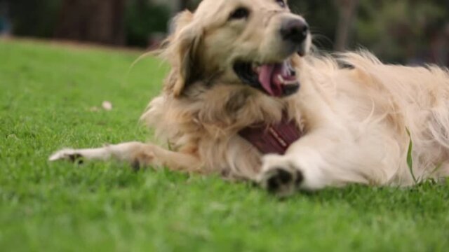 A happy golden retriever joyfully playing on the grass , joyful young dog being happy causing trouble