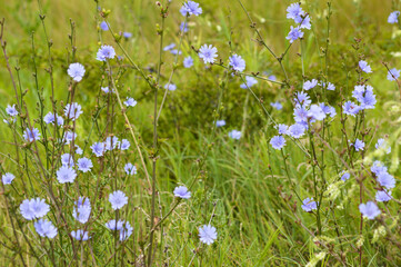 Common chicory in bloom close-up landscape view of