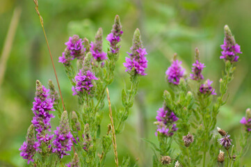 Purple loosestrife in bloom close-up landscape view of
