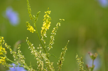 Fototapeta premium Yellow sweet clover in bloom closeup view with green blurred background
