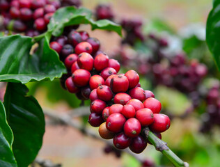 Fruit-laden coffee trees in the harvest season