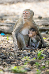 A mother monkey is feeding her cubs in the middle of the forest.