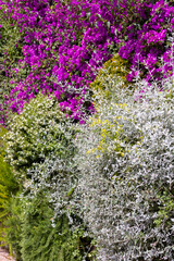 Beautiful blooming Bougainvillea shrub on narrow street Via Krupp, famous footpath on the south...