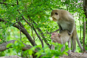 Male monkeys, female monkeys are make love in the mating season.