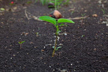 Green sprout growing from seed on the garden.