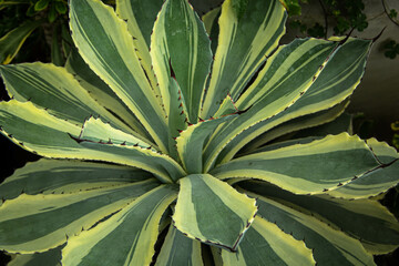 Closeup of  cactus thorns