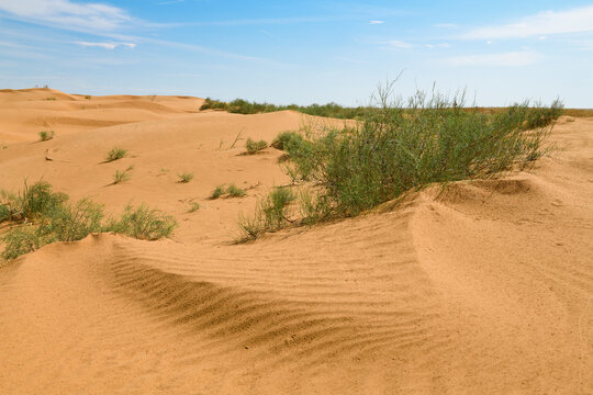In the anthropogenic Black Lands desert on a sunny day. Republic of Kalmykia, Russia