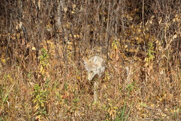 Coyote Coming Out Of The Bush, Elk island National Park, Alberta