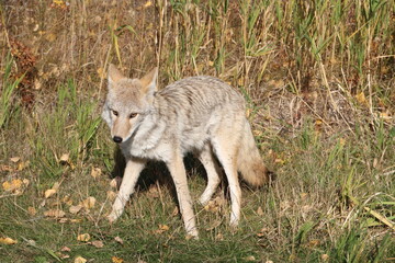 Naklejka na ściany i meble Majestic Coyote, Elk island National Park, Alberta