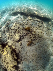 Obraz premium Underwater world of Mediterranean Sea. Near Marmaris, Turkey