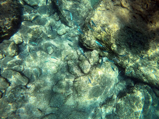 Underwater world of Mediterranean Sea. Near Marmaris, Turkey
