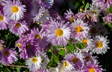Autumn flowers by the name of asters grow in a flower bed