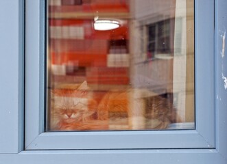 The cat sleeps outside the window
