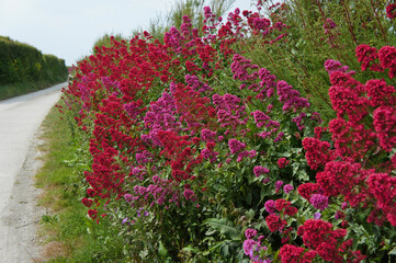 Red and Pink valerian flower road mass