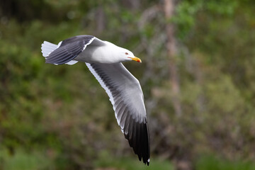 Fototapeta premium Lesser Black-backed Gull