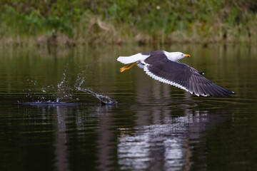 Lesser Black-backed Gull