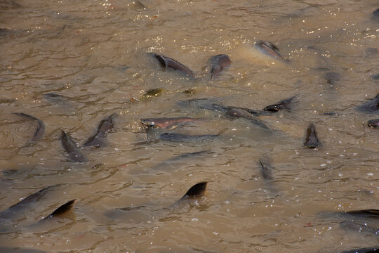 Iridescent shark and Catfish and freshwater fish eating food from thai people and foreign travelers travel visit and feeding fishes in chao phraya river in Pathum Thani of the central of Thailand