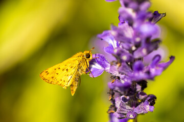 Fiery Skipper Butterfly Pollinating a lavender bloom.