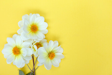 Obraz premium White dahlia flowers on yellow background. Copyspace.