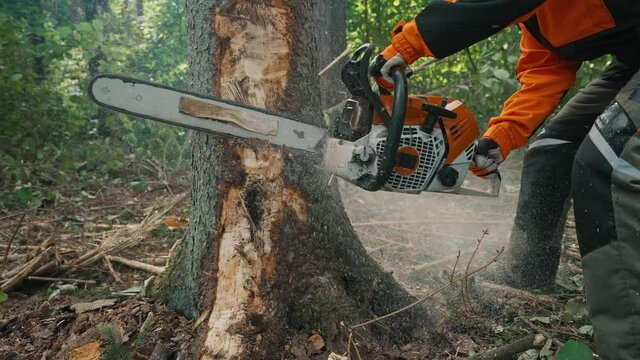 Female logger in the forest, young specialist woman in protective gear cuts a tree with a chainsaw, works on deforestation, 4k slow motion.