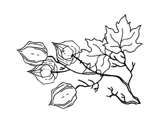 Physalis. Hello autumn. Autumn decorative design. Vector on a white background. 