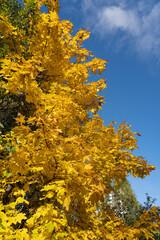 Fototapeta premium Yellow maple leaves on the blue sky.