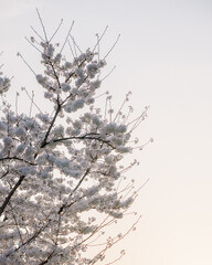 Cherry blossoms with bright backgrounds