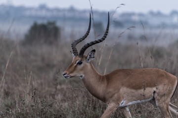 Impala African Antelope Savannah Grassland Landscape Wilderness In Nairobi National Park Kenya East...