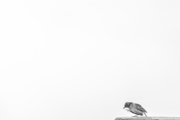 Bird Nairobi National Park Kenya's Capital East Africa Only City Park Wildlife Animals In The World