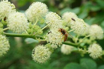 初秋のウドの白い花が咲く