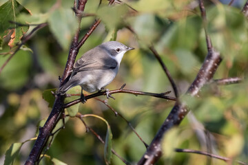 Lesser Whitethroat