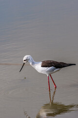 black-winged stilt is a widely distributed, very long-legged wader in the avocet and stilt family...