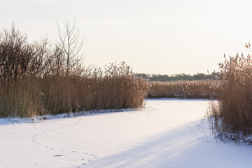 Gulf of Finland coastal winter landscape with dry coastal reed