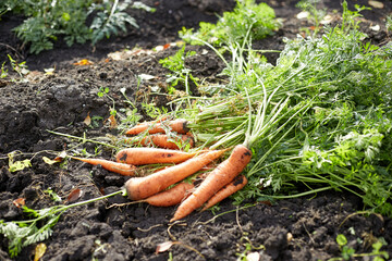 Harvesting carrots, ripe unprocessed carrots with leaves lying on the soil in a farmer's field